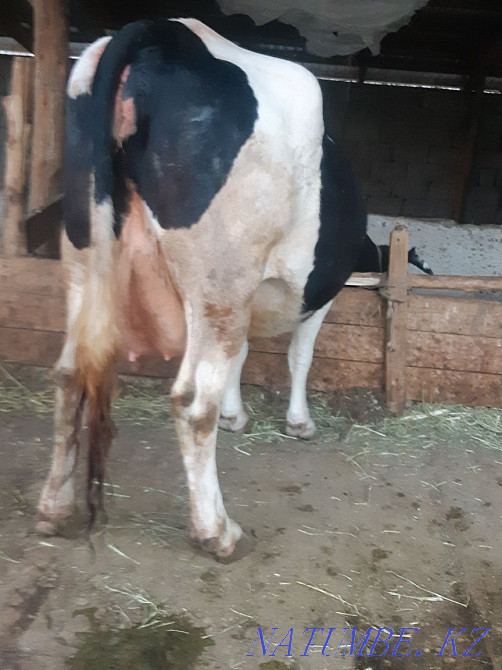 Коровы высокоудойные  - изображение 1