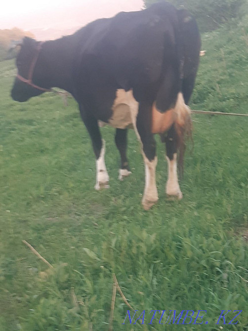 Коровы высокоудойные  - изображение 3