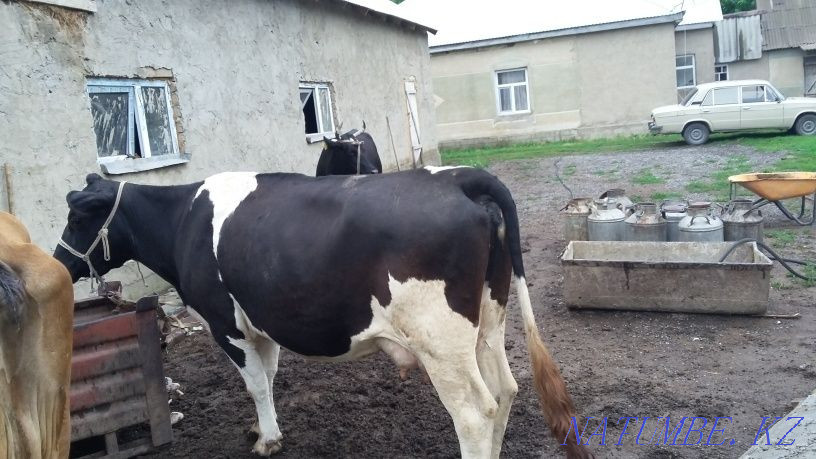 Коровы высокоудойные  - изображение 4