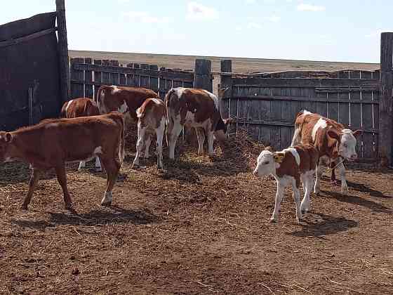 Домашний скот 23шт =600$, корова, бык, телята, Pavlodar