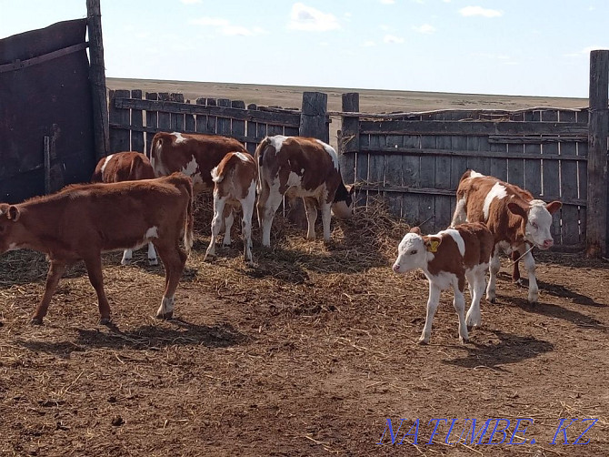 Livestock 23 pieces = $600, cow, bull, calves, Pavlodar - photo 4