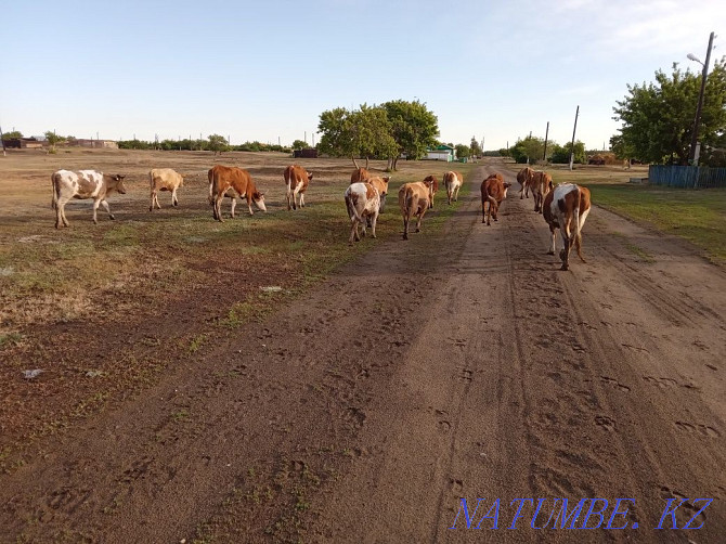 Livestock 23 pieces = $600, cow, bull, calves, Pavlodar - photo 2