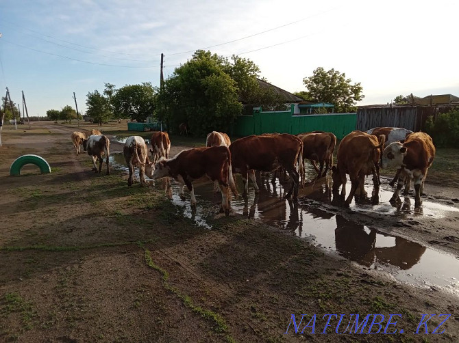 Livestock 23 pieces = $600, cow, bull, calves, Pavlodar - photo 1