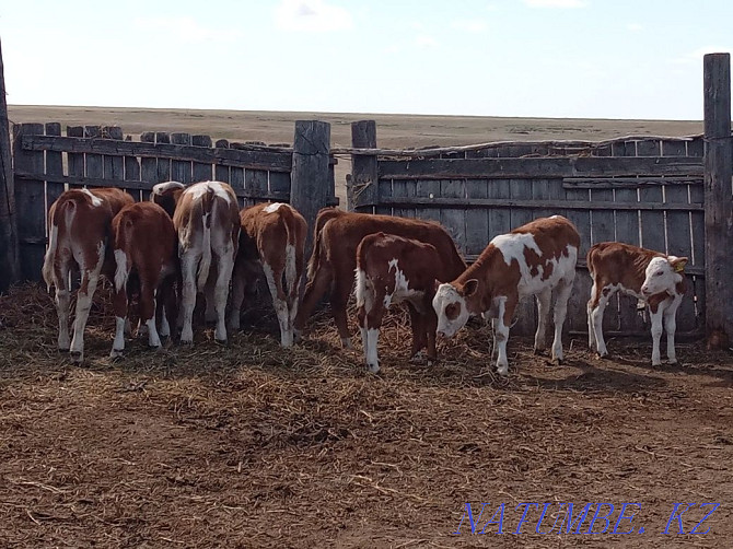 Livestock 23 pieces = $600, cow, bull, calves, Pavlodar - photo 3