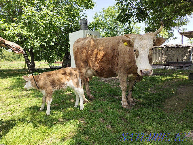 Cow with calf.  - photo 1