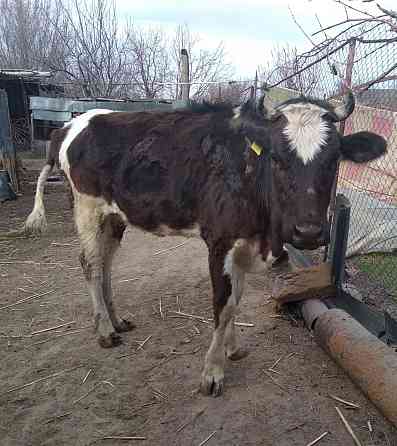 Корова молодая 4-ре года Шелек