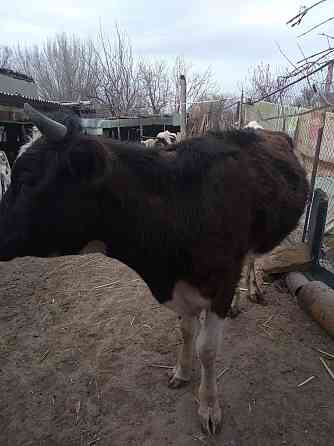 Корова молодая 4-ре года Шелек