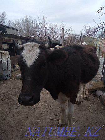Young cow 4 years old Шелек - photo 2