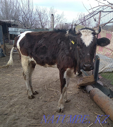 Young cow 4 years old Шелек - photo 1