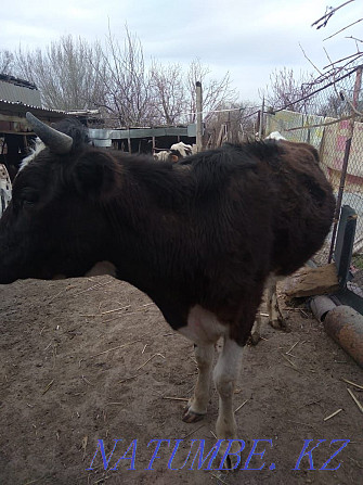 Young cow 4 years old Шелек - photo 3