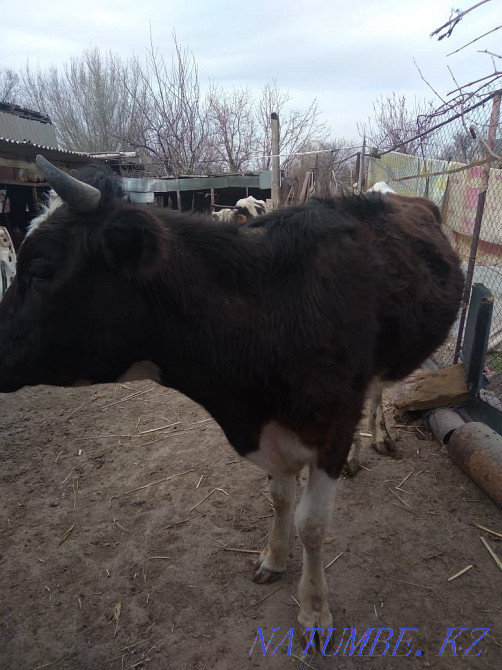 Young cow 4 years old Шелек - photo 3
