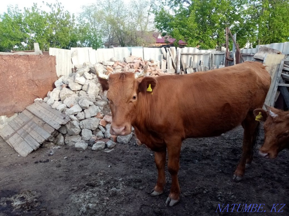 Сиыр 3 жасар  - изображение 2