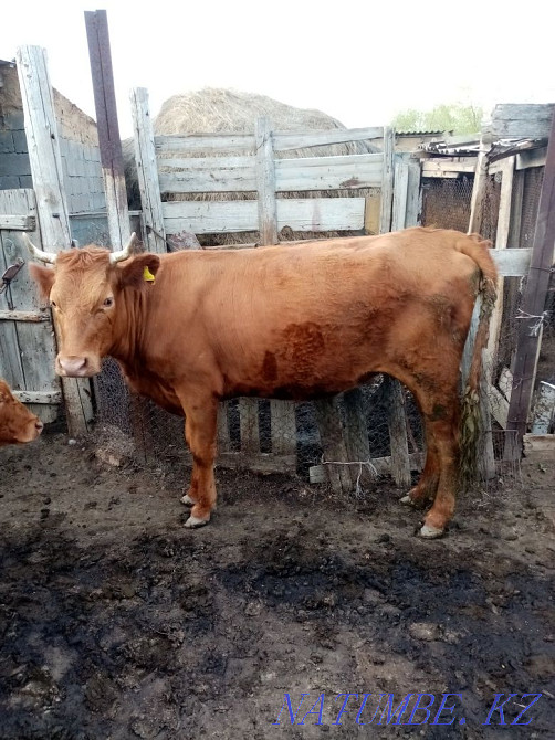 Сиыр 3 жасар  - изображение 1