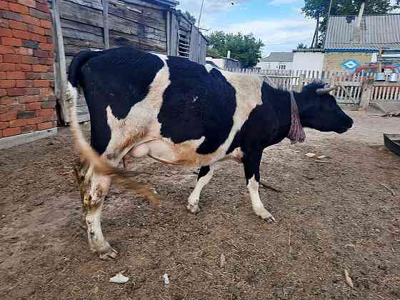 Продам корову с телёнком 450000 без торга 