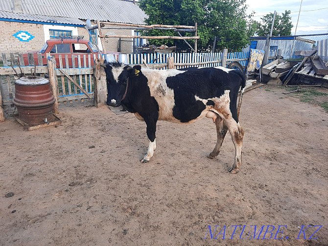 I will sell a cow with a calf 450000 without bargaining  - photo 2