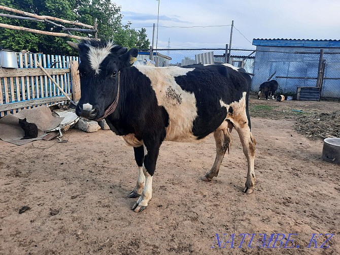 I will sell a cow with a calf 450000 without bargaining  - photo 1