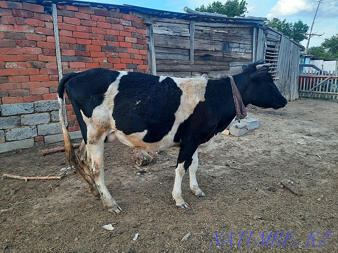 Продам корову с телёнком 450000 без торга  - изображение 4