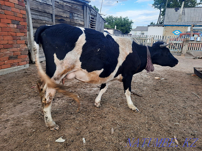 Продам корову с телёнком 450000 без торга  - изображение 3