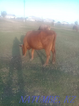 Sale of Cows and Bulls (Livestock).  - photo 1