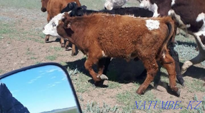 Sale of Cows and Bulls (Livestock).  - photo 2