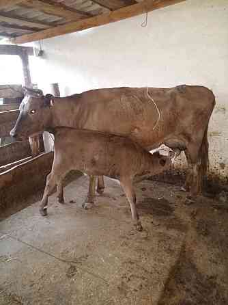 Дойная корова с теленком 3 мес.девочка Semey