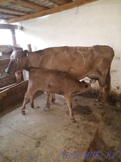 Cash cow with calf 3 months old girl Semey - photo 1