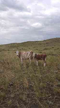 Сиыр бузауымен Корова с теленком  Өскемен