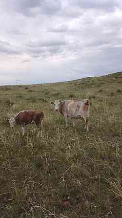 Сиыр бузауымен Корова с теленком Ust-Kamenogorsk