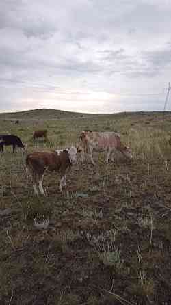 Сиыр бузауымен Корова с теленком  Өскемен