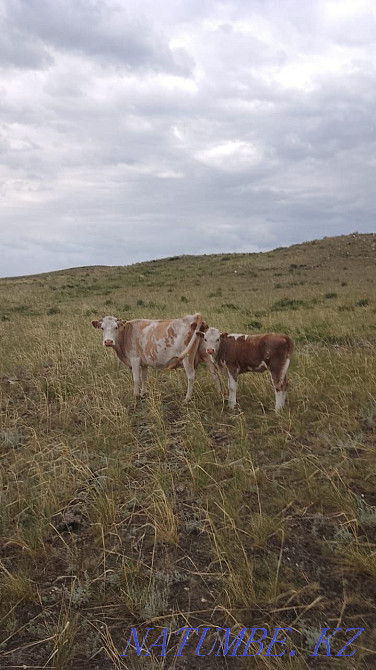 Сиыр бұзауымен Сиыр бұзаумен  Өскемен - изображение 1