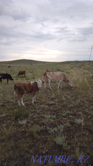 Сиыр бұзауымен Сиыр бұзаумен  Өскемен - изображение 2