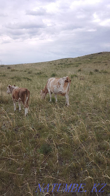 Сиыр бұзауымен Сиыр бұзаумен  Өскемен - изображение 4