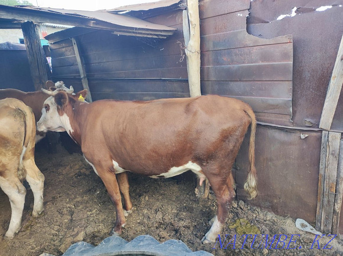 Urgent sale of dairy cow  - photo 1