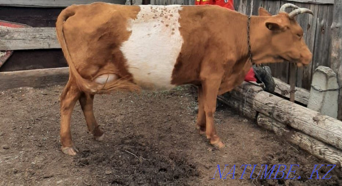 Продам корову с телёнком. Станция Джурын. Актобе - изображение 2