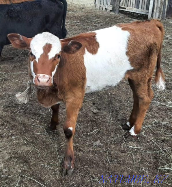 Продам корову с телёнком. Станция Джурын. Актобе - изображение 1