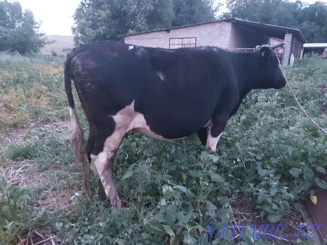 Siyr Satylady. Cow. Узынагаш - photo 3