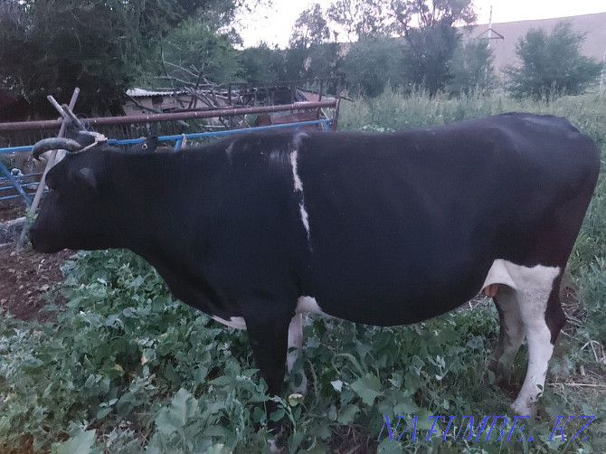 Siyr Satylady. Cow. Узынагаш - photo 2