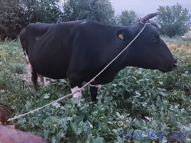 Siyr Satylady. Cow. Узынагаш - photo 1