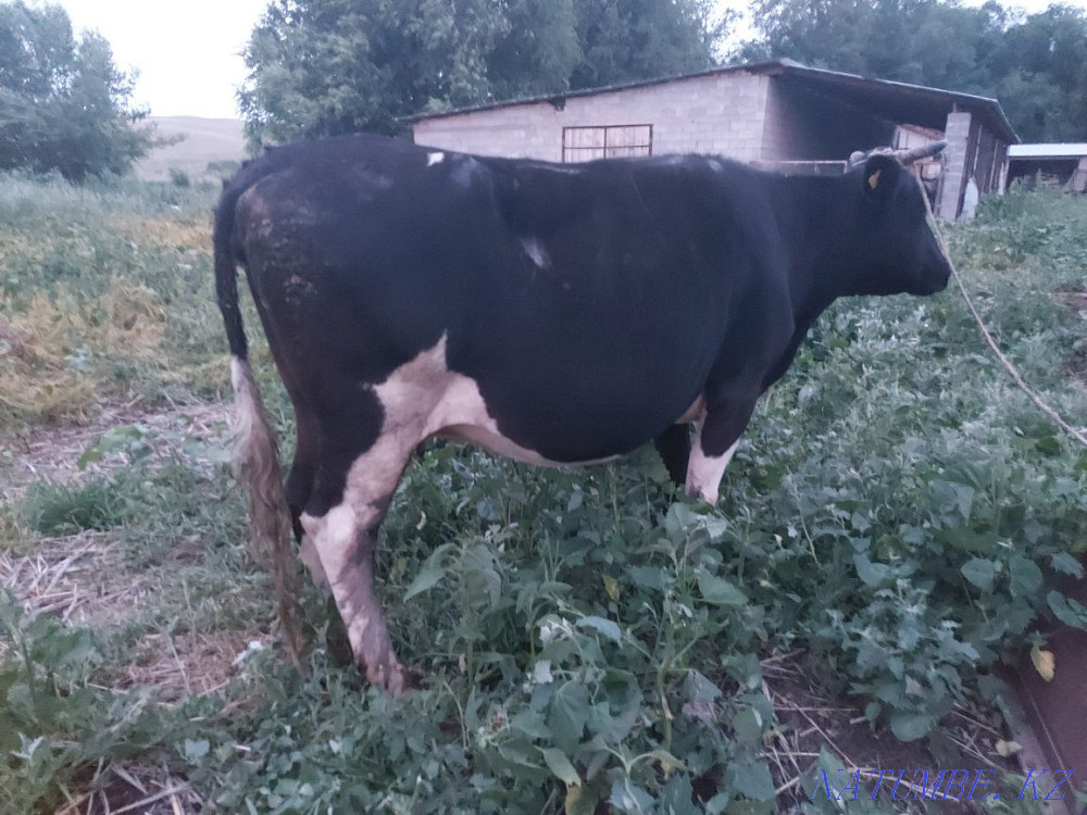 Сиыр сатылады. Корова. Узынагаш - изображение 3