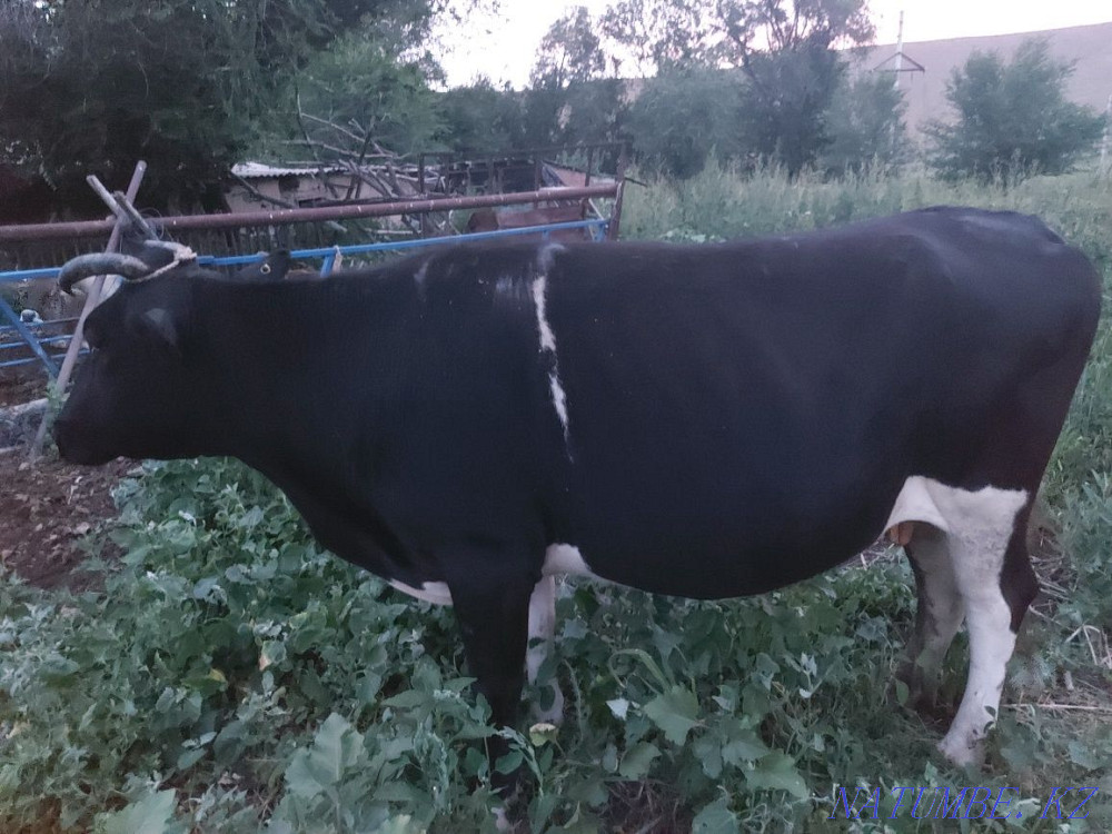 Сиыр сатылады. Корова. Узынагаш - изображение 2