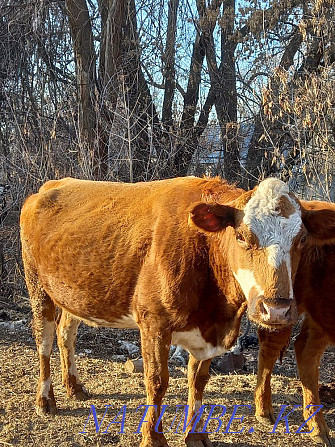 Cows Semental Angus Pregnant  - photo 2