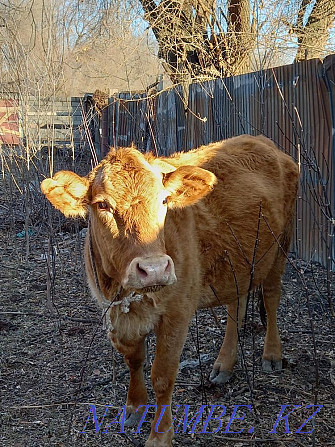 Cows Semental Angus Pregnant  - photo 1