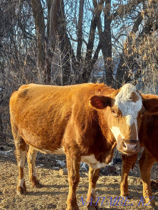 Коровы Сементал Ангус Стельные  - изображение 2
