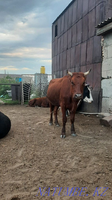 Продается Корова молодая  - изображение 1
