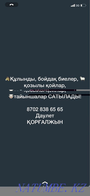 Лошади, бараны, корова Астана - изображение 1