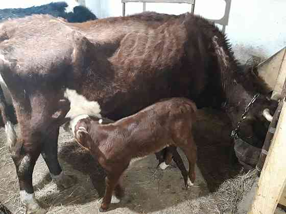 Продам корову с подсосным теленком Астана