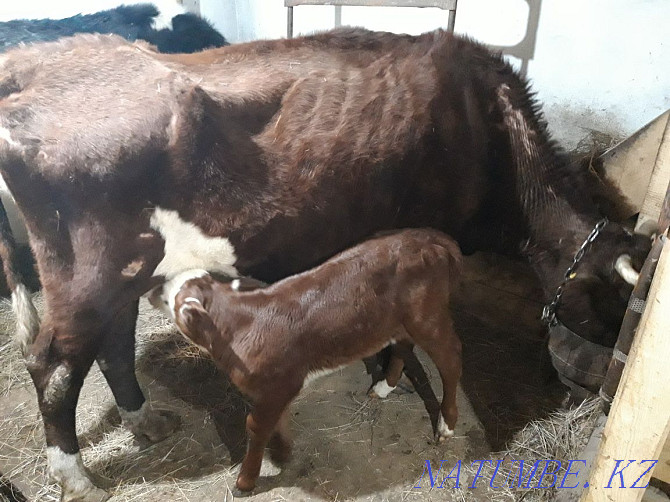 Selling a cow with a suckling calf Astana - photo 2