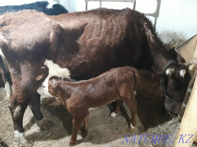 Selling a cow with a suckling calf Astana - photo 1