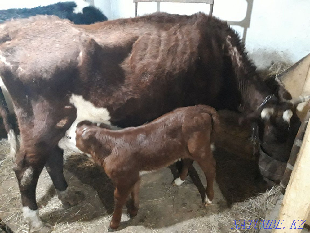 Selling a cow with a suckling calf Astana - photo 1