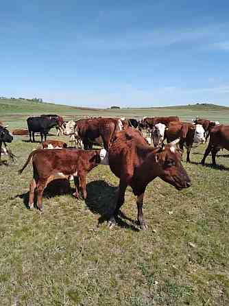 Продам корову с подсосным теленком 